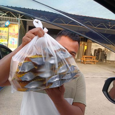 galeri kuaci ketawa ketniss (6)